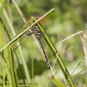 Synthemis eustalacta at Acton, ACT - 17 Jan 2019