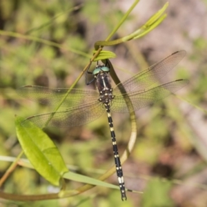 Synthemis eustalacta at Acton, ACT - 17 Jan 2019