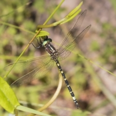 Synthemis eustalacta at Acton, ACT - 17 Jan 2019