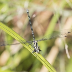 Austroargiolestes icteromelas (Common Flatwing) at Acton, ACT - 16 Jan 2019 by Alison Milton