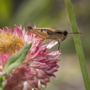 Phaulacridium vittatum at Acton, ACT - 17 Jan 2019 09:06 AM