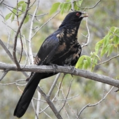 Eudynamys orientalis (Pacific Koel) at Wanniassa, ACT - 18 Jan 2019 by JohnBundock