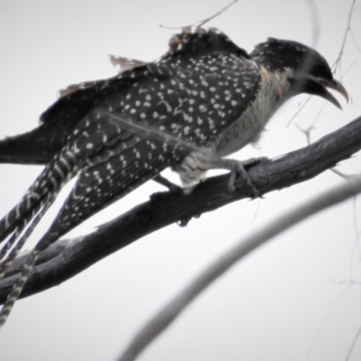 Eudynamys orientalis (Pacific Koel) at Wanniassa, ACT - 18 Jan 2019 by JohnBundock