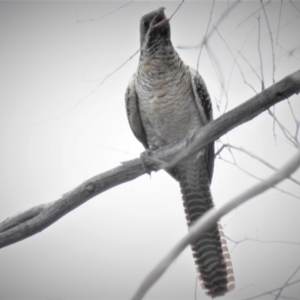 Eudynamys orientalis at Wanniassa, ACT - 18 Jan 2019