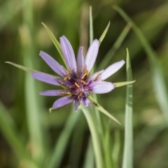 Tragopogon porrifolius subsp. porrifolius (Salsify, Oyster Plant) at Fyshwick, ACT - 2 Jan 2019 by AlisonMilton