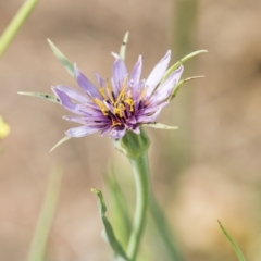 Tragopogon porrifolius subsp. porrifolius at Fyshwick, ACT - 3 Jan 2019 08:18 AM