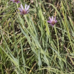 Tragopogon porrifolius subsp. porrifolius at Fyshwick, ACT - 3 Jan 2019 08:18 AM