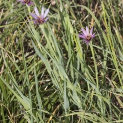 Tragopogon porrifolius subsp. porrifolius at Fyshwick, ACT - 3 Jan 2019 08:18 AM