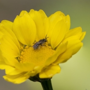 Lasioglossum (Chilalictus) sp. (genus & subgenus) at Higgins, ACT - 16 Nov 2018