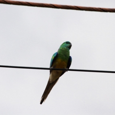 Psephotus haematonotus (Red-rumped Parrot) at Hughes, ACT - 18 Jan 2019 by LisaH