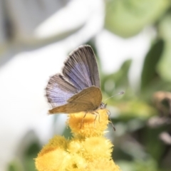 Zizina otis (Common Grass-Blue) at Higgins, ACT - 16 Nov 2018 by AlisonMilton