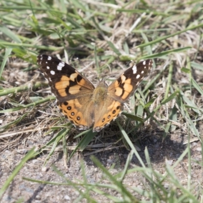 Vanessa kershawi (Australian Painted Lady) at Higgins, ACT - 16 Nov 2018 by Alison Milton