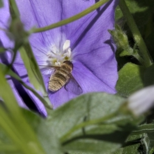 Villa sp. (genus) at Higgins, ACT - 16 Nov 2018 01:25 PM