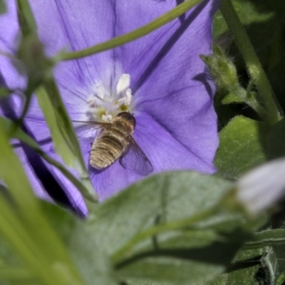 Villa sp. (genus) (Unidentified Villa bee fly) at Higgins, ACT - 16 Nov 2018 by Alison Milton