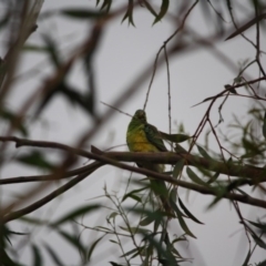 Psephotus haematonotus (Red-rumped Parrot) at Hughes, ACT - 18 Jan 2019 by LisaH