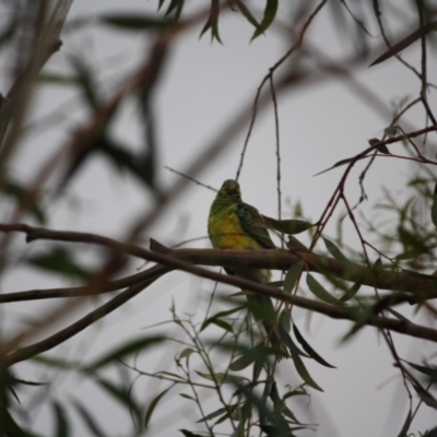 Psephotus haematonotus (Red-rumped Parrot) at Hughes, ACT - 17 Jan 2019 by LisaH