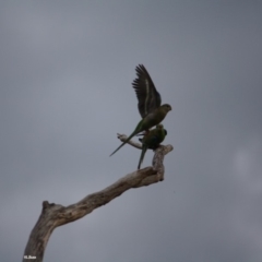 Psephotus haematonotus at Hughes, ACT - 18 Jan 2019