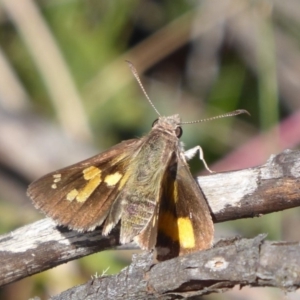 Trapezites phigalioides at Paddys River, ACT - 13 Jan 2019