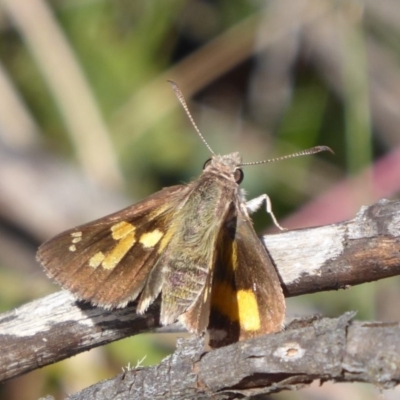 Trapezites phigalioides (Montane Ochre) at Paddys River, ACT - 13 Jan 2019 by Christine