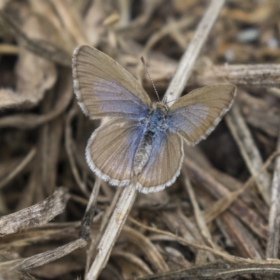 Zizina otis (Common Grass-Blue) at Higgins, ACT - 17 Nov 2018 by Alison Milton