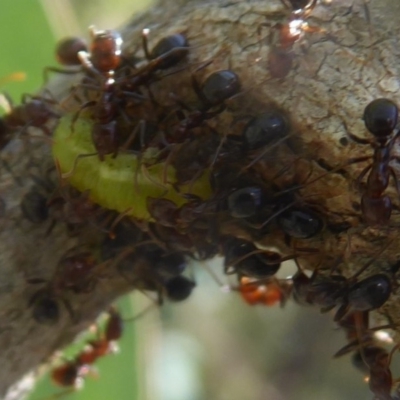 Papyrius nitidus (Shining Coconut Ant) at Symonston, ACT - 13 Jan 2019 by Christine