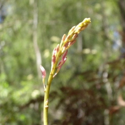 Dipodium sp. (A Hyacinth Orchid) at Cotter River, ACT - 1 Jan 2019 by Christine