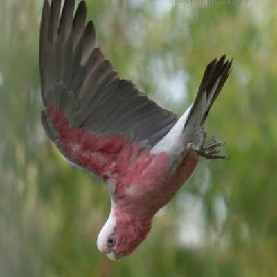 Eolophus roseicapilla (Galah) at Bald Hills, NSW - 16 Jan 2019 by JulesPhotographer