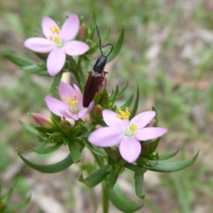 Elateridae sp. (family) at Cotter River, ACT - 31 Dec 2018 12:53 PM