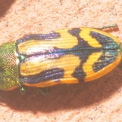 Castiarina tricolor (Jewel beetle) at Jerrawangala, NSW - 16 Jan 2019 by Harrisi