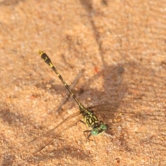 Austrogomphus australis (Inland Hunter) at Wee Jasper, NSW - 10 Jan 2019 by Harrisi