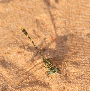 Austrogomphus australis at Wee Jasper, NSW - 10 Jan 2019