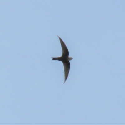 Apus pacificus (Pacific Swift) at Fadden, ACT - 18 Jan 2019 by KumikoCallaway