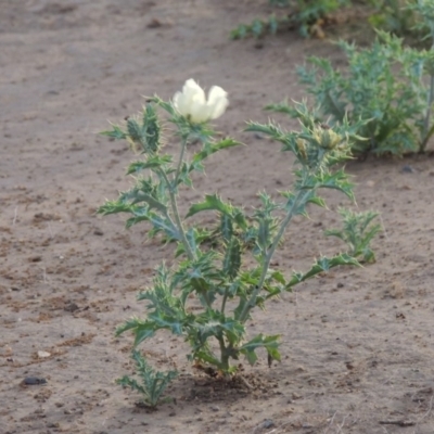 Argemone ochroleuca subsp. ochroleuca (Mexican Poppy, Prickly Poppy) at Paddys River, ACT - 17 Jan 2019 by michaelb