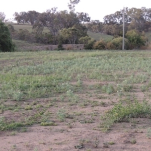 Argemone ochroleuca subsp. ochroleuca at Paddys River, ACT - 17 Jan 2019