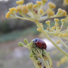 Hippodamia variegata (Spotted Amber Ladybird) at Paddys River, ACT - 16 Jan 2019 by michaelb