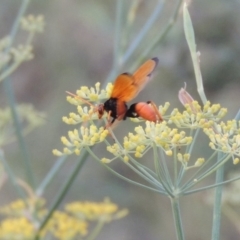 Cryptocheilus bicolor (Orange Spider Wasp) at Paddys River, ACT - 16 Jan 2019 by MichaelBedingfield