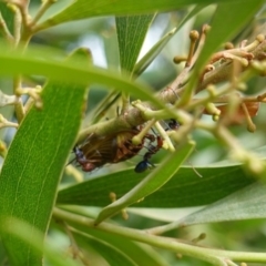 Jalmenus ictinus at Hughes, ACT - 19 Jan 2019 10:08 AM