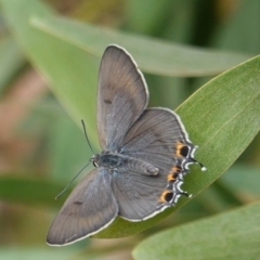 Jalmenus ictinus (Stencilled Hairstreak) at Hughes, ACT - 18 Jan 2019 by JackyF