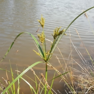 Cyperus exaltatus at O'Malley, ACT - 19 Jan 2019