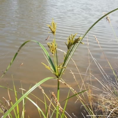 Cyperus exaltatus (Tall Flat-sedge, Giant Sedge) at O'Malley, ACT - 19 Jan 2019 by Mike