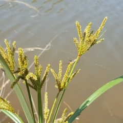 Cyperus exaltatus at O'Malley, ACT - 19 Jan 2019