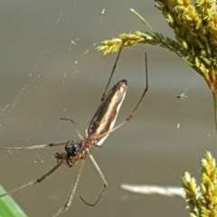 Tetragnatha sp. (genus) (Long-jawed spider) at O'Malley, ACT - 19 Jan 2019 by Mike