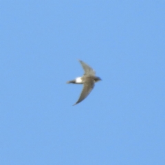 Apus pacificus (Pacific Swift) at Kambah, ACT - 19 Jan 2019 by MatthewFrawley