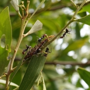 Jalmenus ictinus at Hughes, ACT - 19 Jan 2019