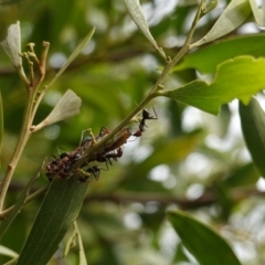 Jalmenus ictinus at Hughes, ACT - 19 Jan 2019