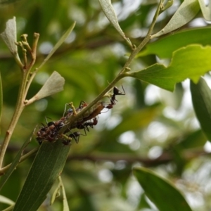 Jalmenus ictinus at Hughes, ACT - 19 Jan 2019