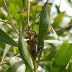 Jalmenus ictinus at Hughes, ACT - 19 Jan 2019