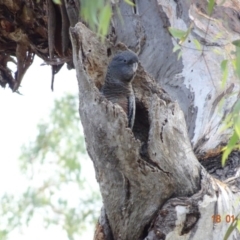 Callocephalon fimbriatum (Gang-gang Cockatoo) at Federal Golf Course - 18 Jan 2019 by TomT