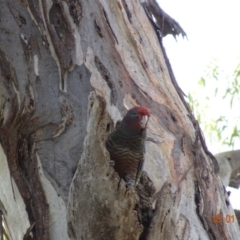 Callocephalon fimbriatum at Hughes, ACT - suppressed