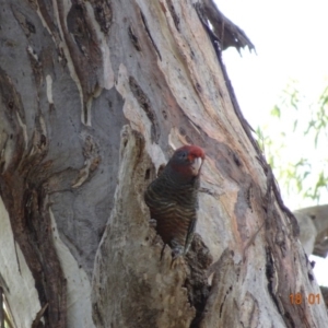 Callocephalon fimbriatum at Hughes, ACT - 18 Jan 2019